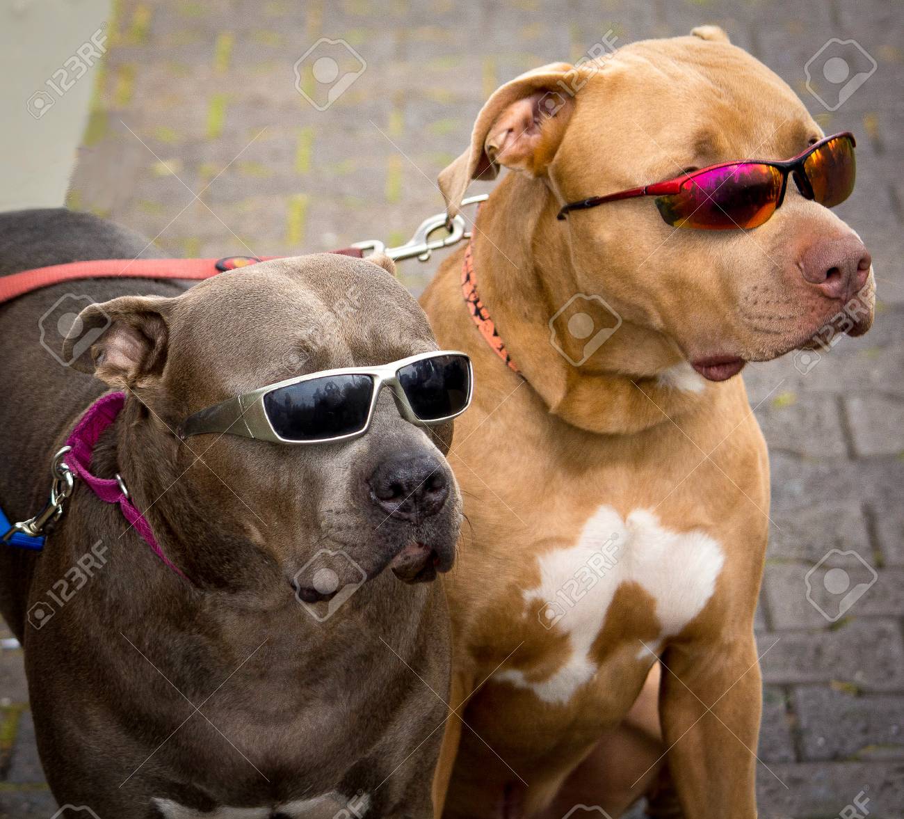 dogs cool