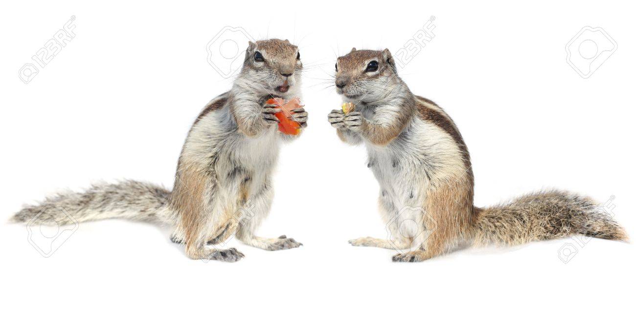 男性と女性のかわいいリスのカップル の写真素材 画像素材 Image