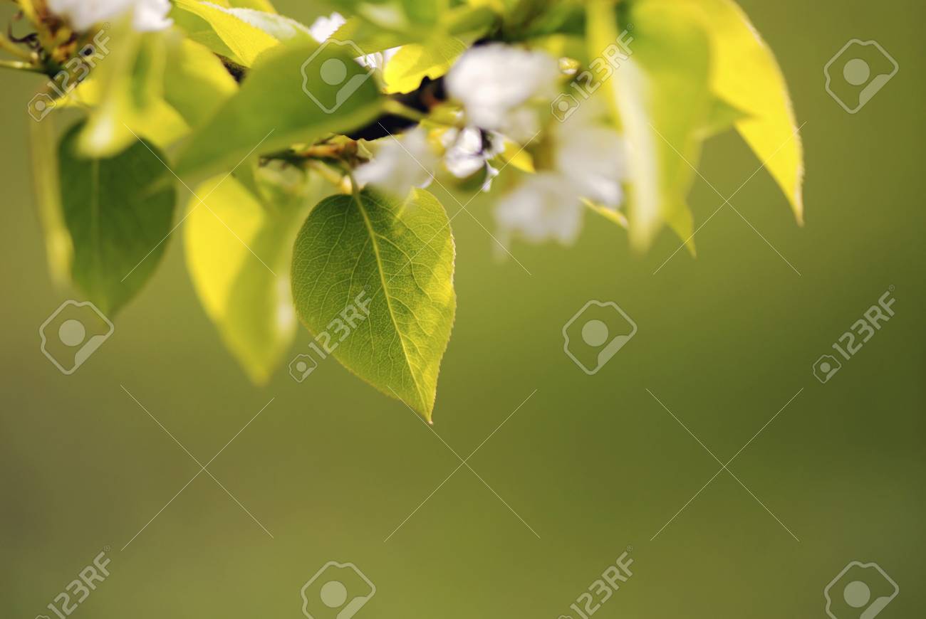 Flowers pear of white color - on green background, close up - 2972297 Flowers pear of white color - on green background, close up - 2972297