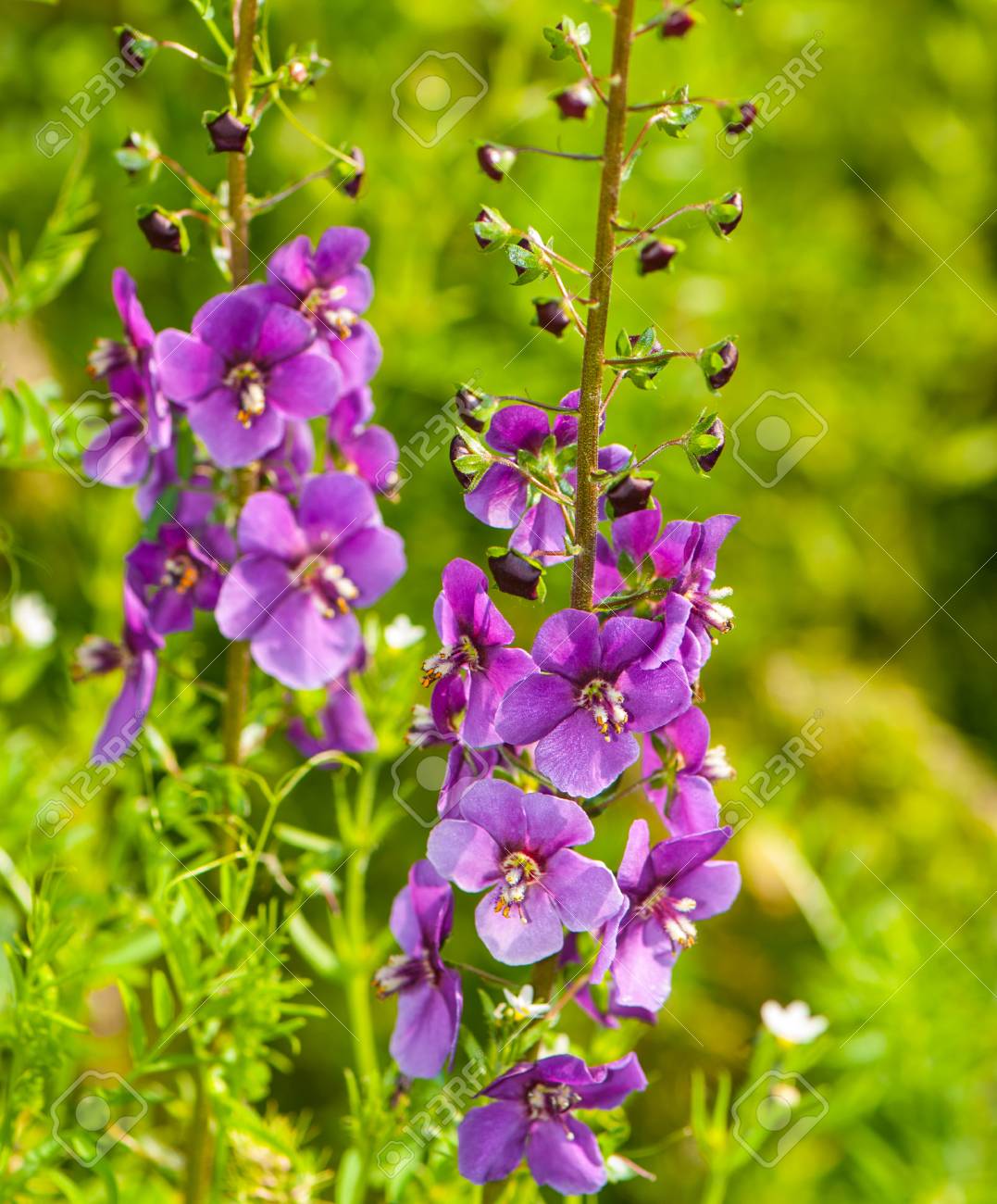 春の庭に咲く紫の花 の写真素材 画像素材 Image 春の庭に咲く紫の花 の写真素材 画像素材 Image