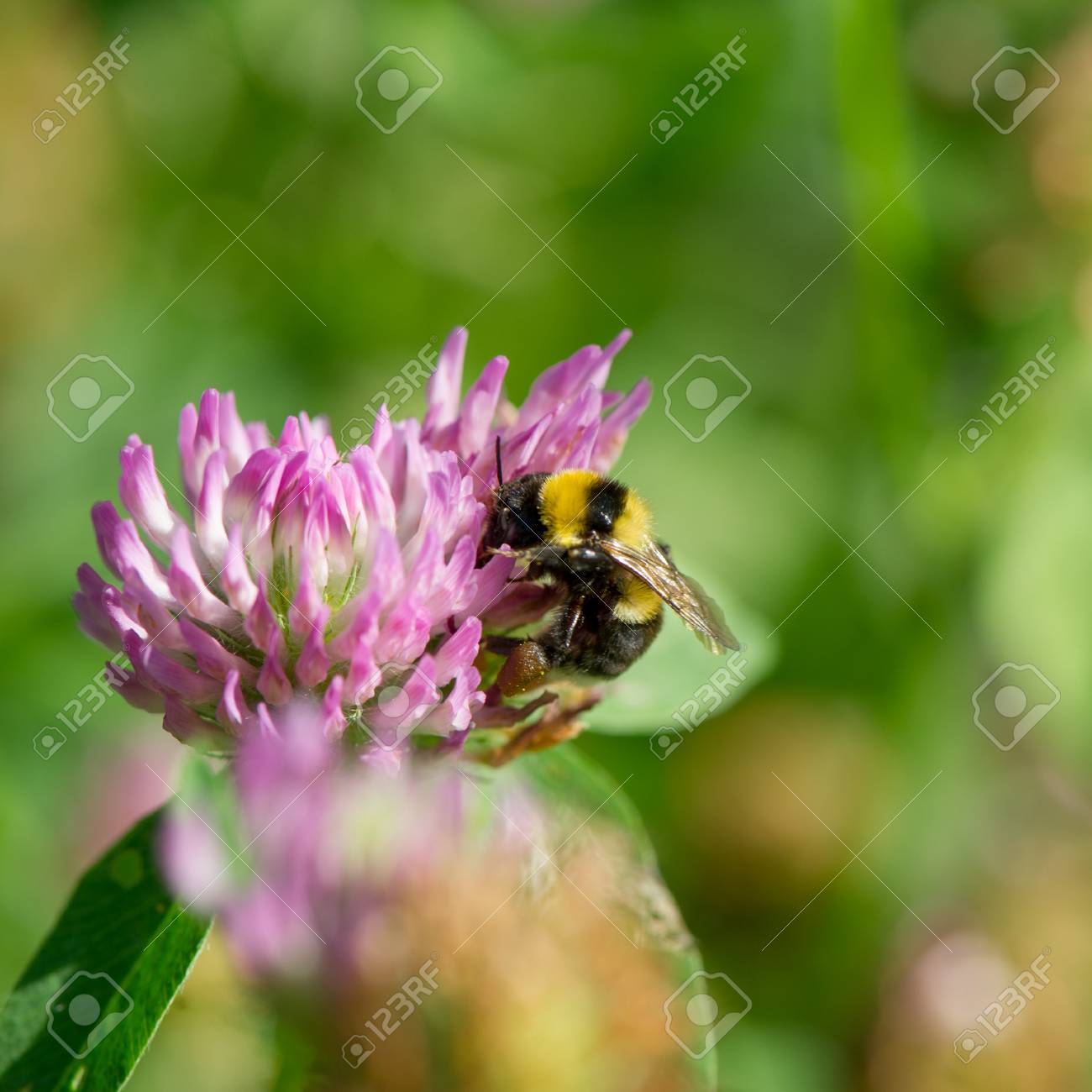 へまをする蜂収集蜜とクローバーの花に花粉 の写真素材 画像素材 Image
