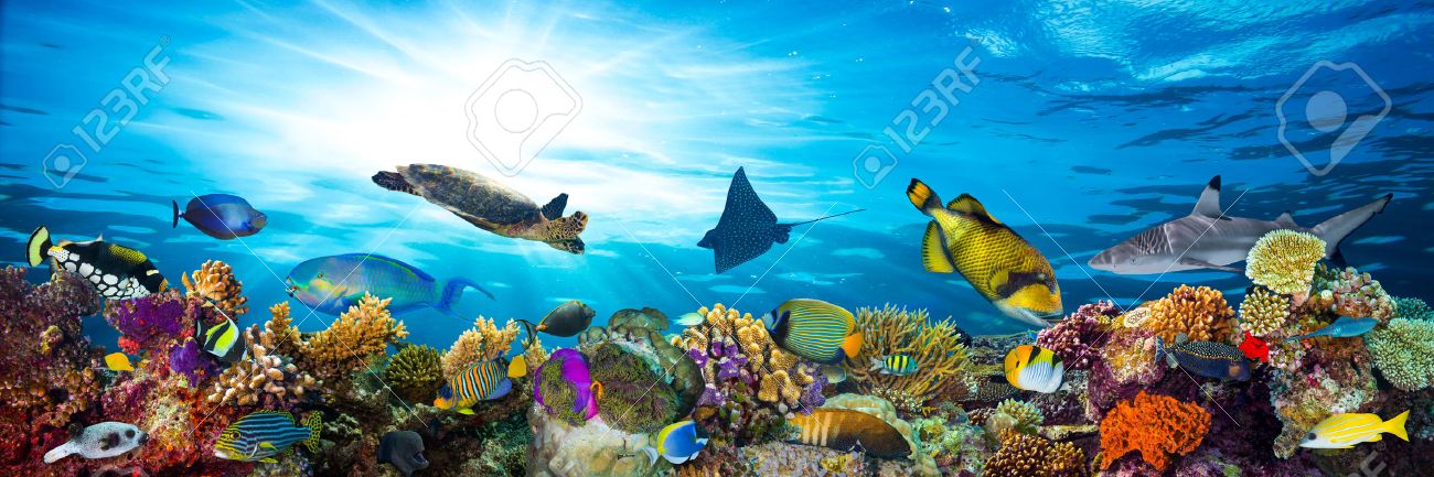 colorful coral reef with many fishes and sea turtle - 44150622 colorful coral reef with many fishes and sea turtle - 44150622