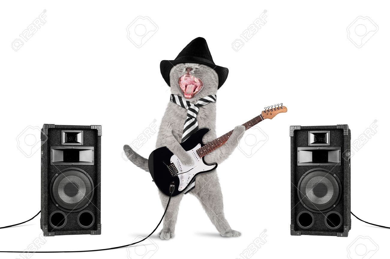 funny rock star cat with guitar and speakers on white background - 44151146 funny rock star cat with guitar and speakers on white background - 44151146