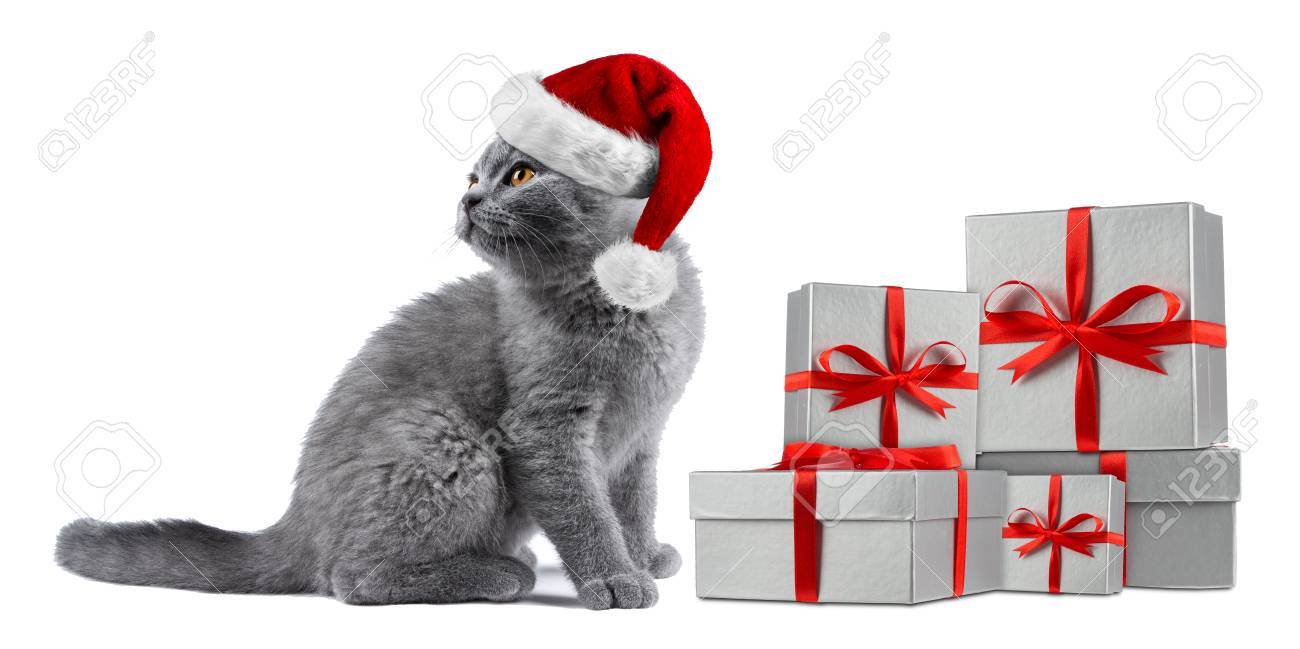 Mignon Chaton Chat Bleu Britannique Shorthair Rouge Blanc Noel Noel Santa Chapeau Argent Present Cadeau Ruban Isole Sur Fond Blanc Banque D Images Et Photos Libres De Droits Image