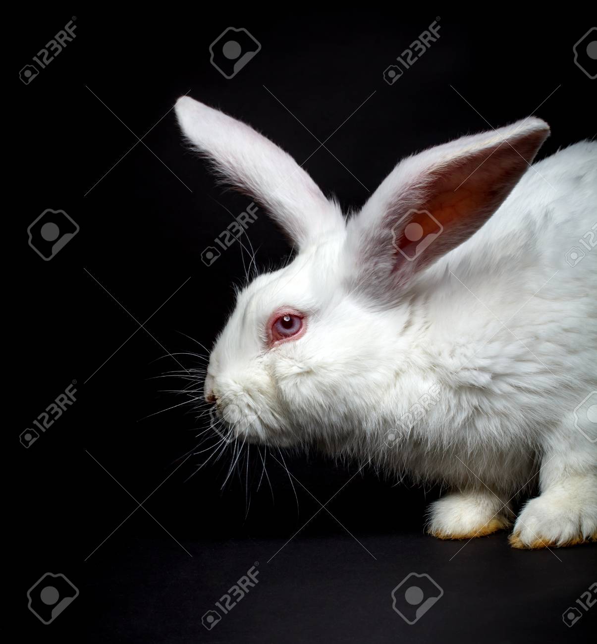 黒の背景に白のふわふわうさぎ の写真素材 画像素材 Image