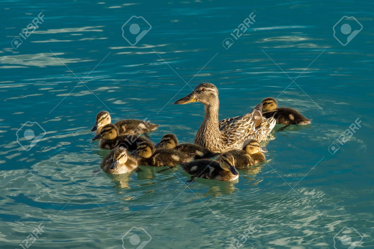 動物 赤ちゃんのくちばしは 美しい 美しさ 鳥 ひよこ 子供 かわいい アヒル カモ 環境 家族 羽 フロート 群れ グループ 少年 子供 湖 マガモ 母 自然 新生児 誰も 子孫 鳥類 両親 羽 守る プロ の写真素材 画像素材 Image