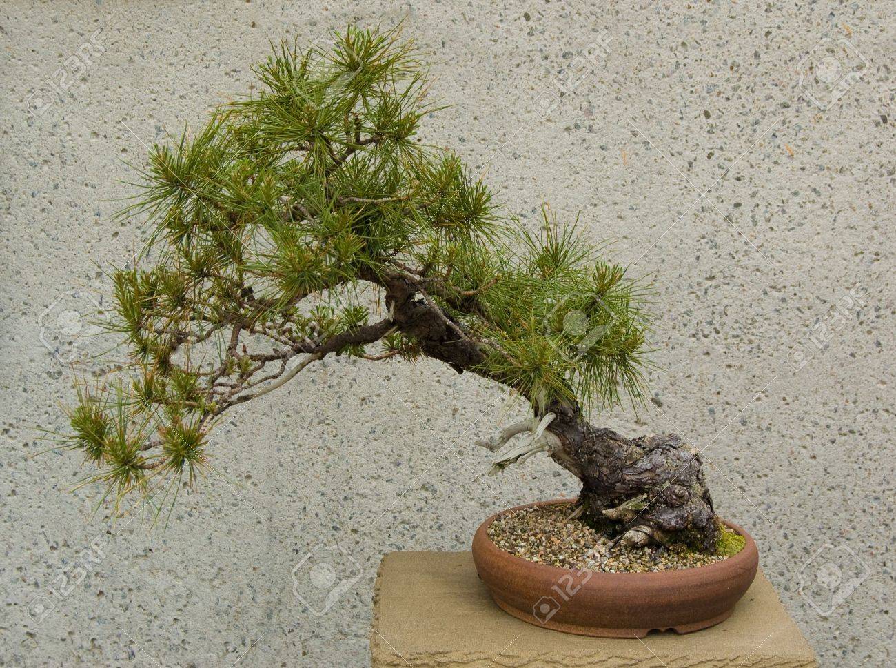 a very old cedar