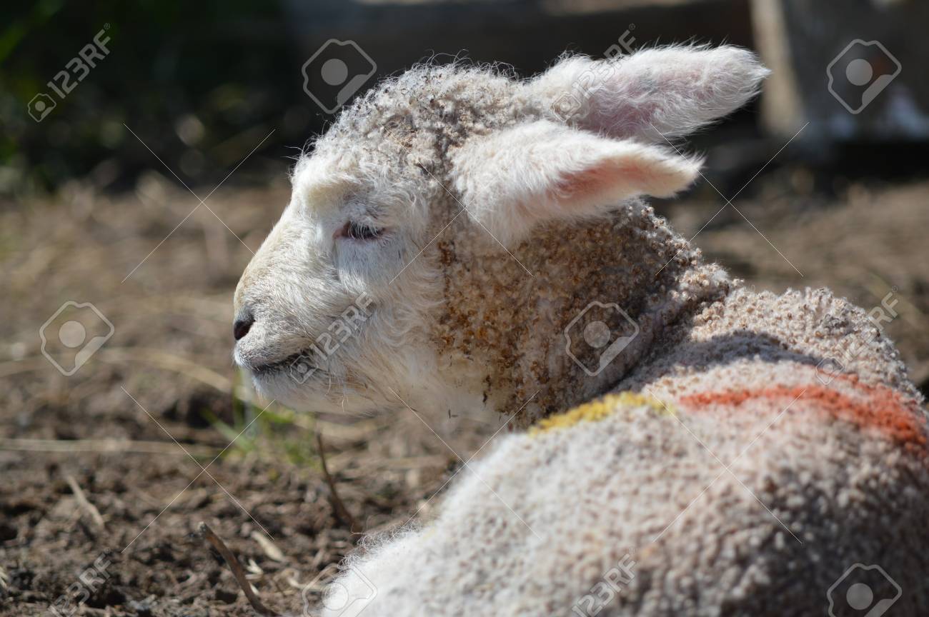 etiam-dictum-ipsum-a-felis