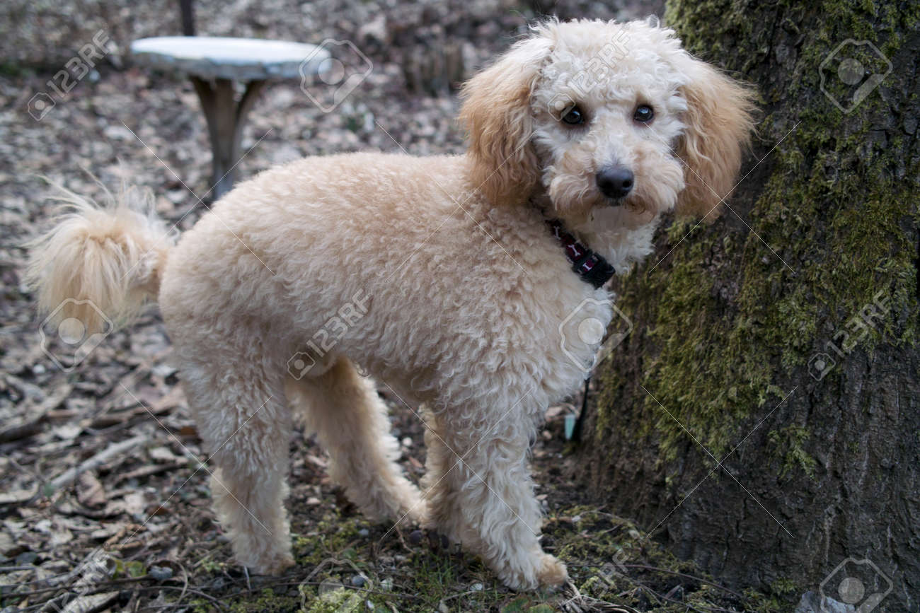 poodle apricot mini