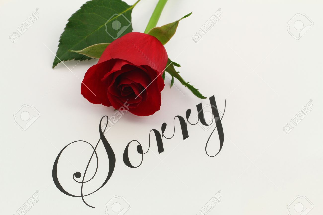sorry with red rose