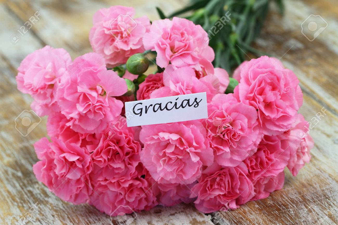ピンクのカーネーションとスペイン語のグラシアスありがとうございます の写真素材 画像素材 Image