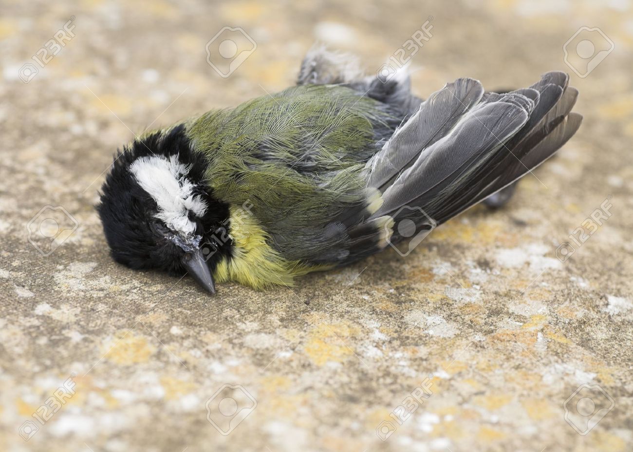 ビングオーグレンダール 四十雀 シジュウカラ 鳥 フィギュリン