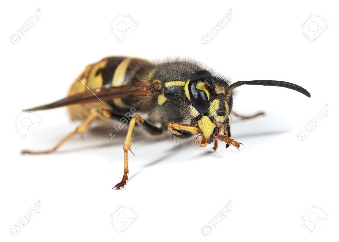 A Queen Wasp Vespula Vulgaris Grooming Her Leg Stock Photo Picture And Royalty Free Image Image