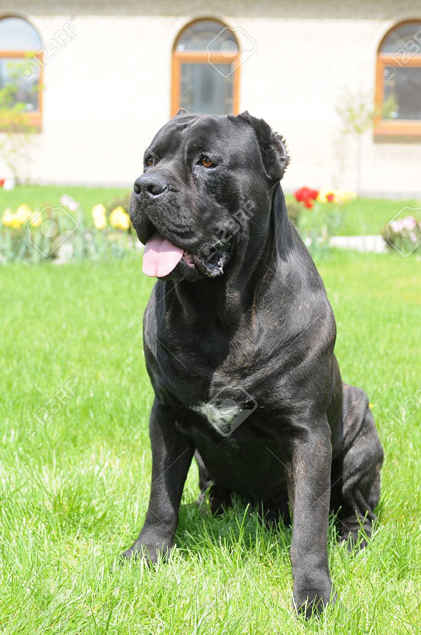 big black dog