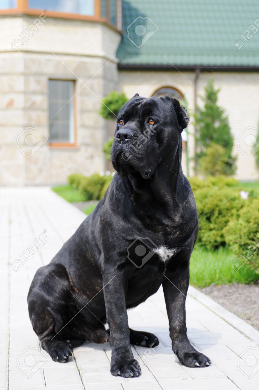 big dog cane corso