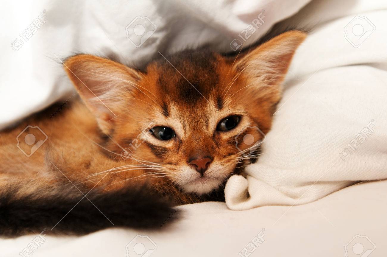 Mignon Petit Chaton De Race Pure Somali Dans Le Lit Mensonge Et Drole De Banque D Images Et Photos Libres De Droits Image