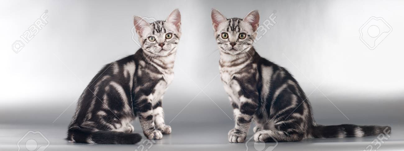 Two American Shorthair Kittens On Silver Background Portrait Stock