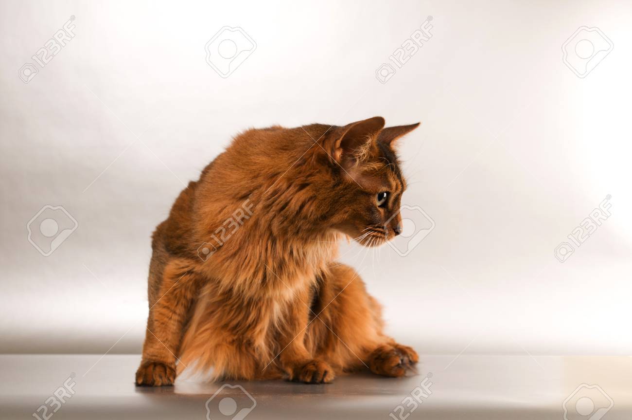 Mignon Somali Studio Chat Profil Instantane Portrait Banque D Images Et Photos Libres De Droits Image