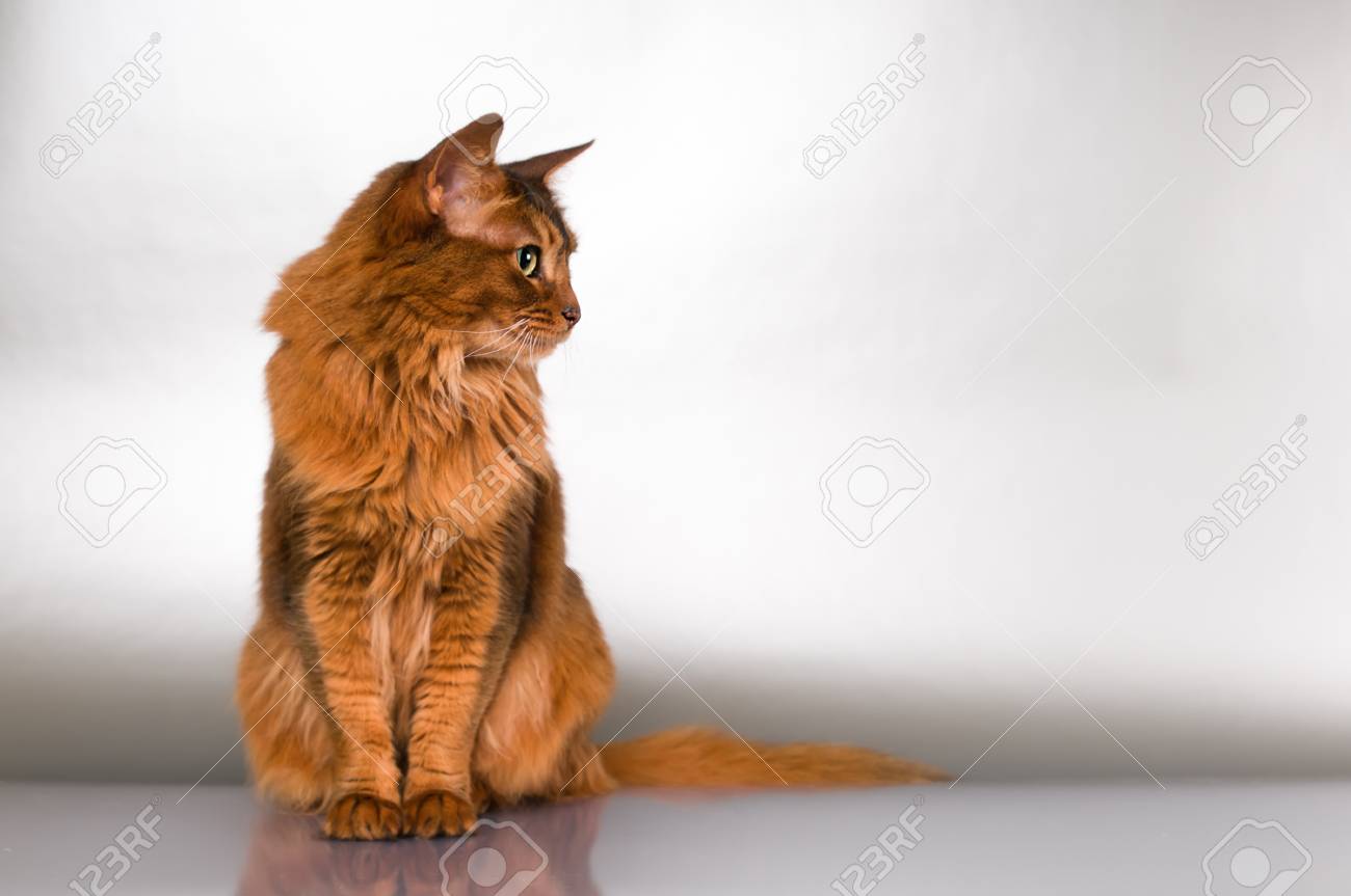 Mignon Somali Studio Chat Profil Instantane Portrait Banque D Images Et Photos Libres De Droits Image