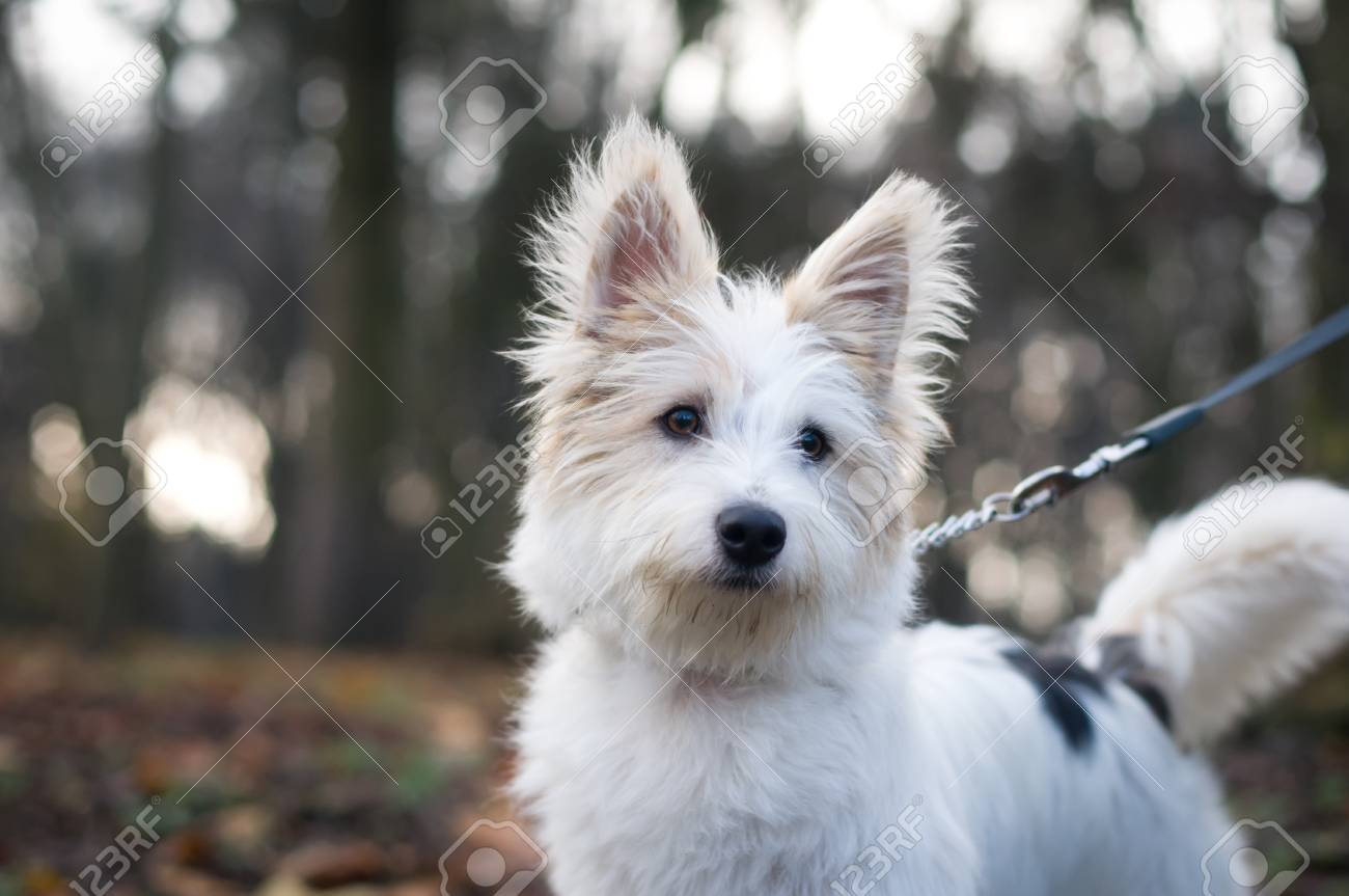 100 Epic Best白い 犬 ふわふわ 最高の花の画像 100 Epic Best白い 犬 ふわふわ 最高の花の画像