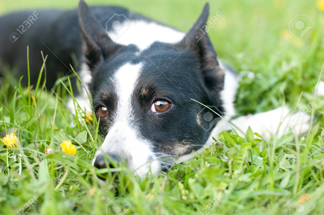 犬の緑の芝生で横になっていると夜の春をカメラで見て の写真素材 画像素材 Image 犬の緑の芝生で横になっていると夜の春をカメラで見て の写真素材 画像素材 Image