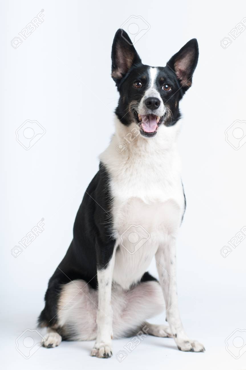 Chien Noir Et Blanc De Race Mélangée Au Studio Portrait Assis Sur Fond Blanc