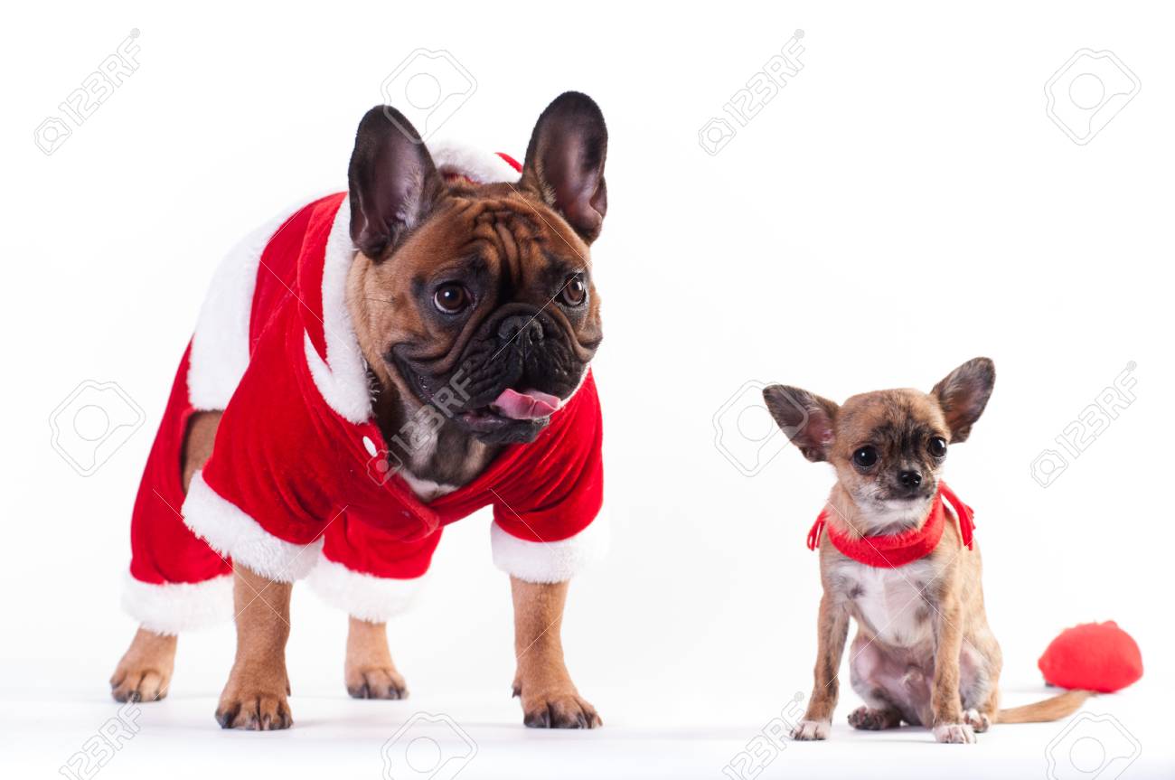 dog in santa suit