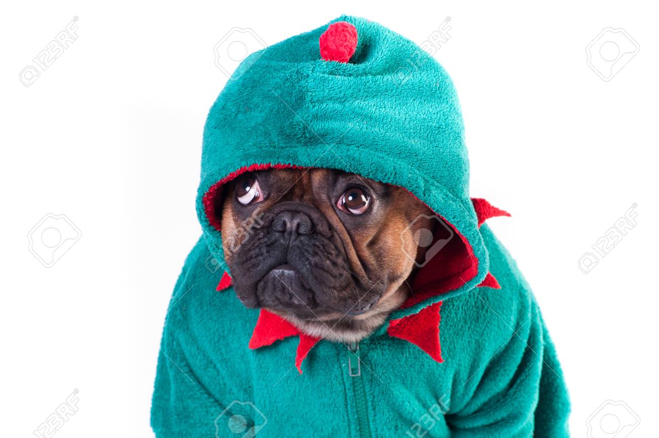 Téléchargement gratuit Images Drole Bouledogue Francais En Costume Vert Elfe Isole Sur Blanc le plus cool salutations
