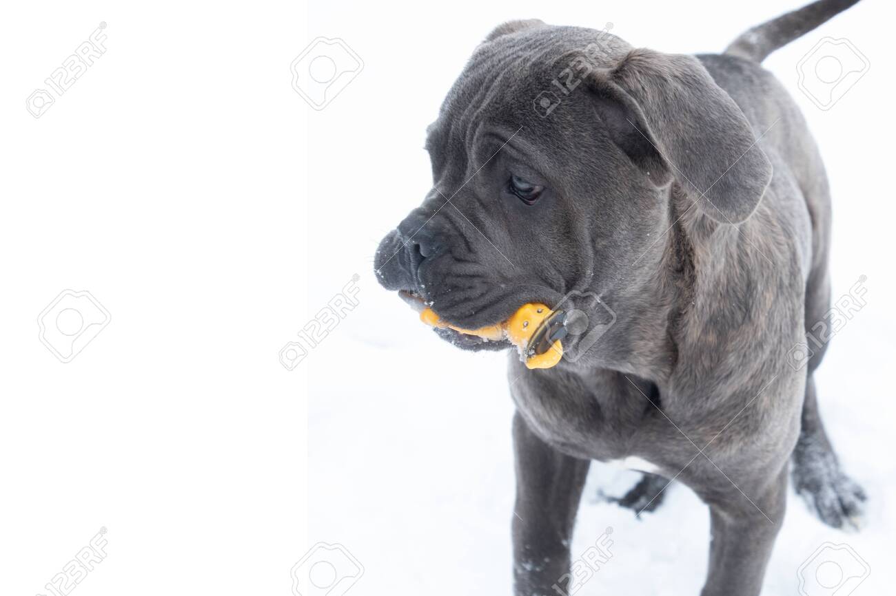 Playing Cane Corso Puppy With Toy Winter Outdoor Running