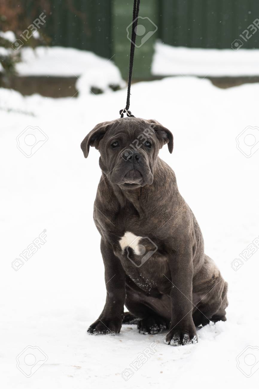 Sitting Cane Corso Portrait Dog Puppy Gray Outdoor Winter Snow