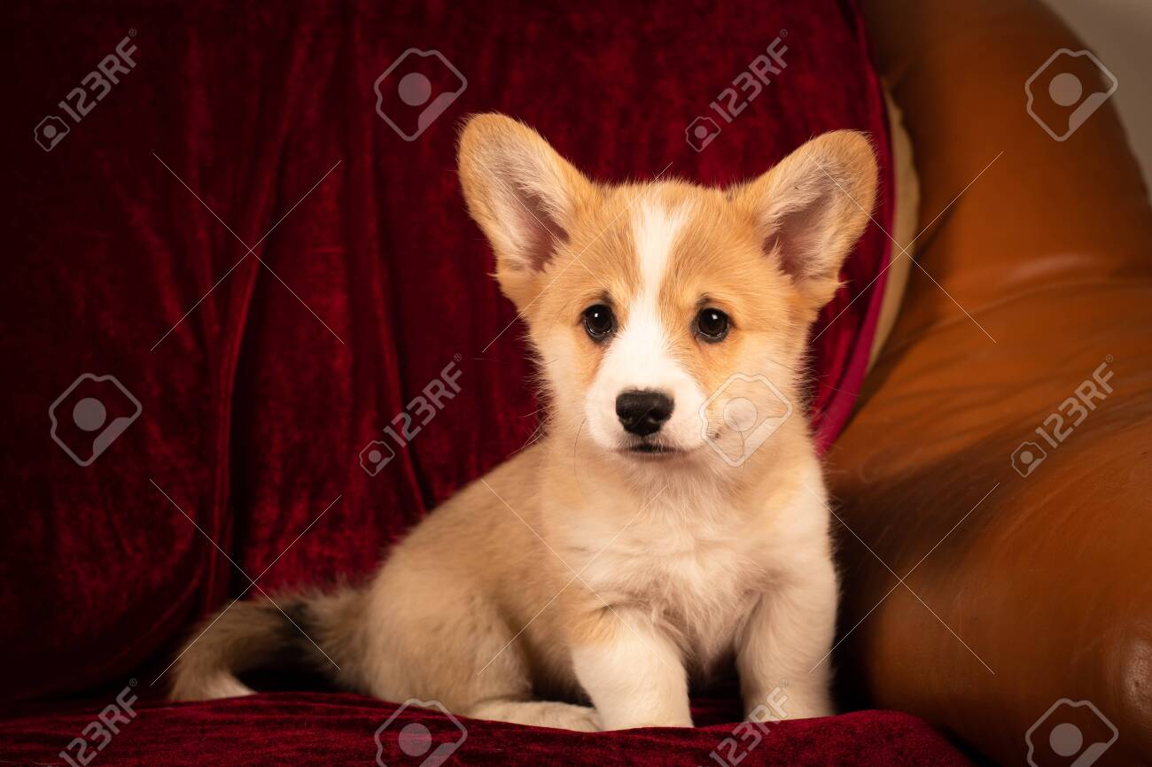 red corgi puppy