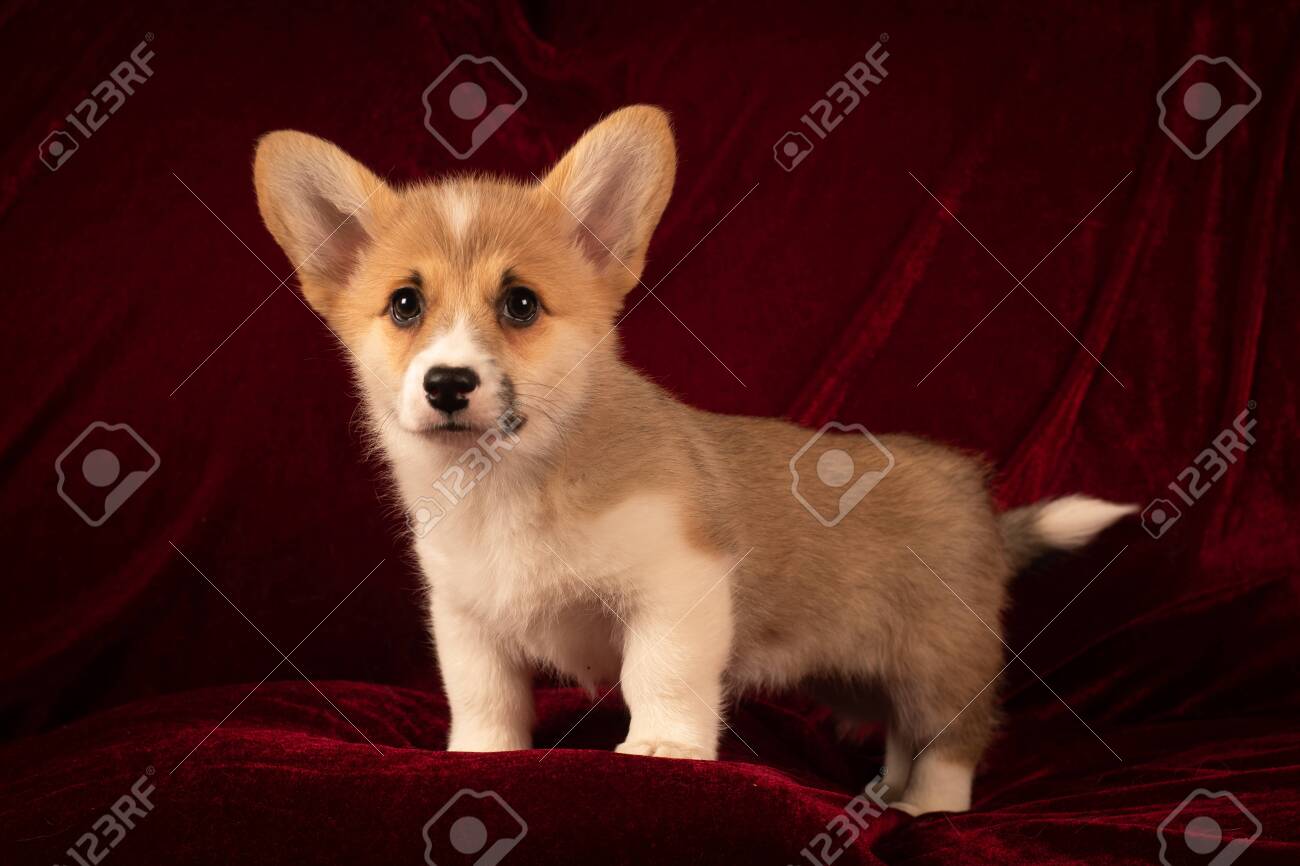 red corgi puppy