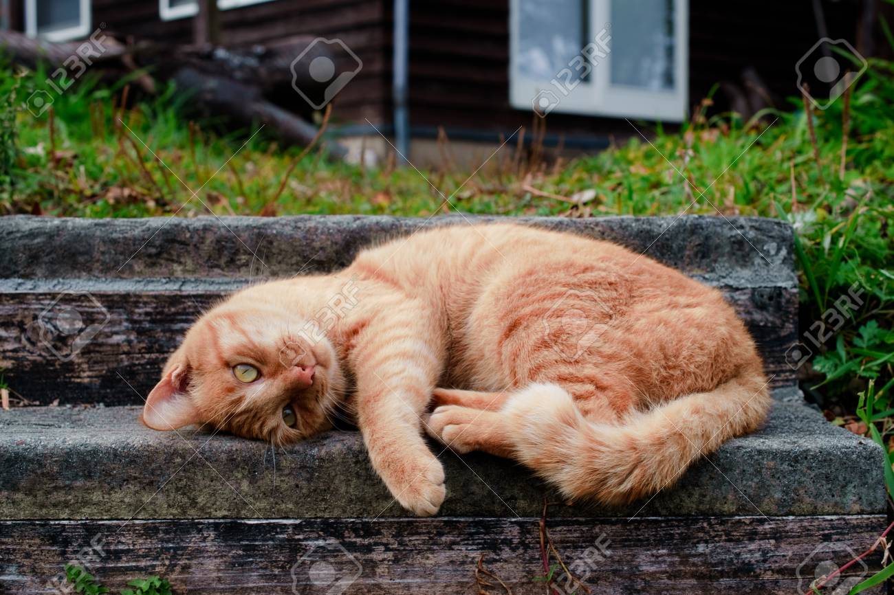 Aoshima, Japan, cat island