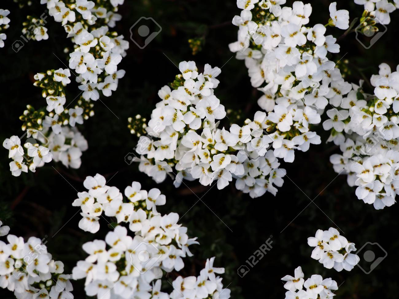 etiam-dictum-ipsum-a-felis