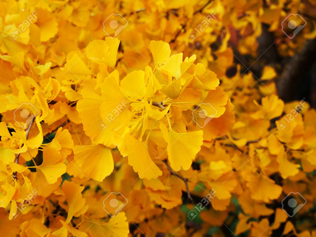 arbol de ginko biloba