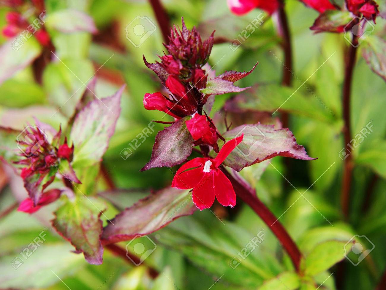 lobelia cardinalis queen victoria