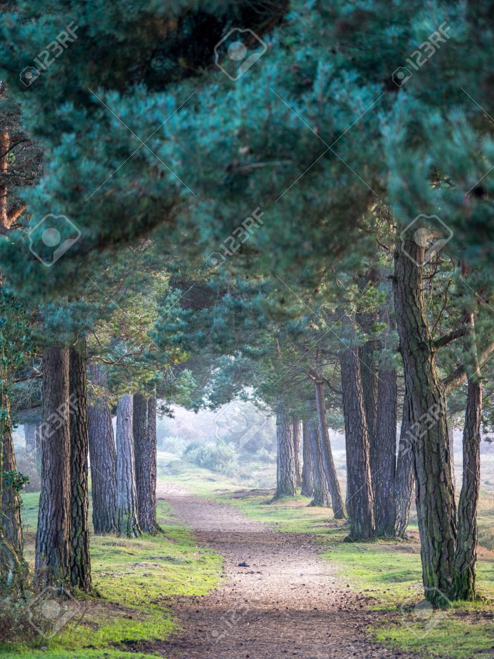 Row Of Trees In New Forest Uk In The Evening Time Stock Photo Picture And Royalty Free Image Image Row Of Trees In New Forest Uk In The Evening Time Stock Photo Picture And Royalty Free Image Image