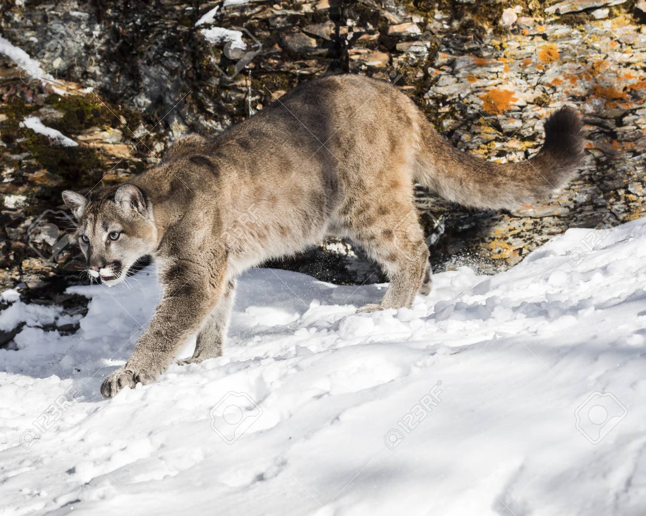 Mountain Lion Cub In The Snow On The Rocks -