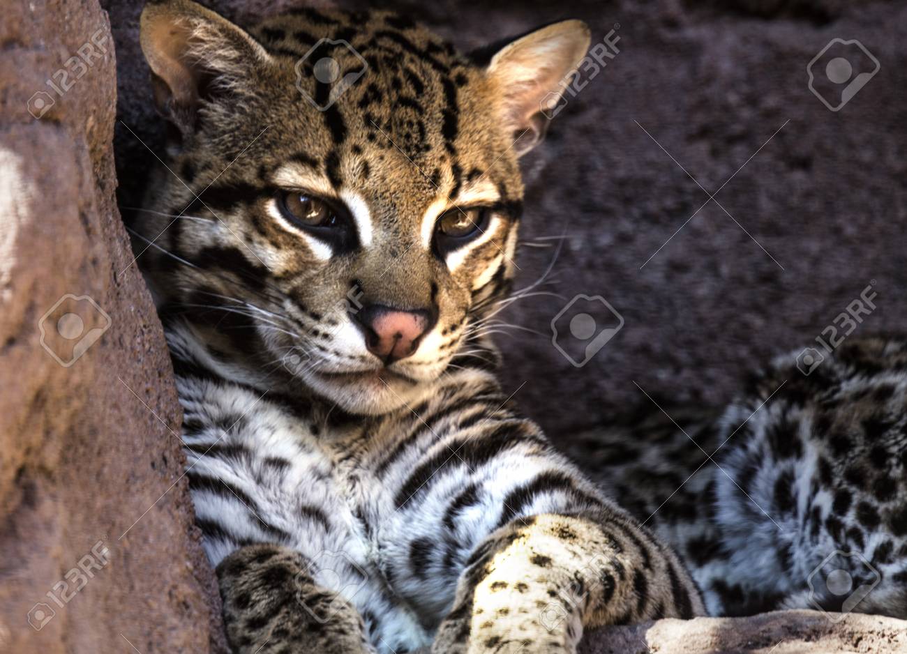 etiam-dictum-ipsum-a-felis