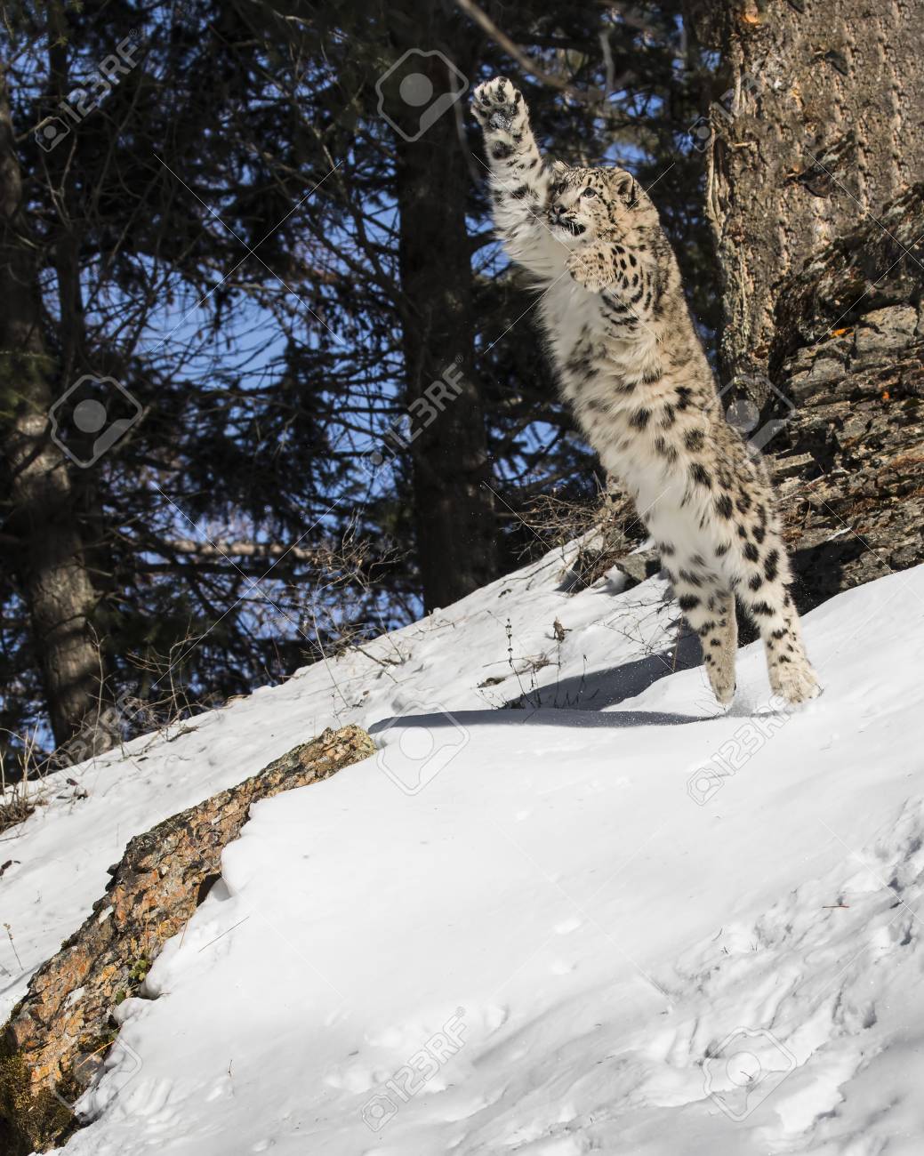 Snow Leopard Cub Leaping In The Air Stock Photo, Picture And Royalty Free  Image. Image 100924148.