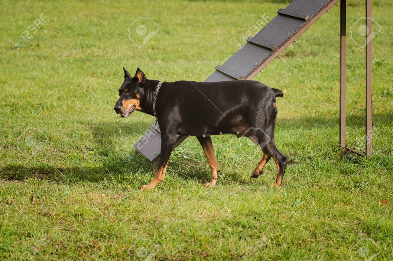 doberman agility