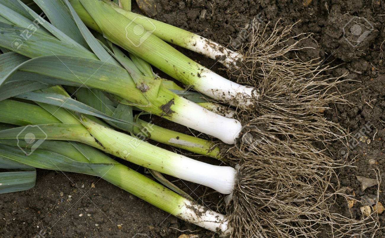 新鮮なネギ リーキ野菜畑 様々 なマッセルバーグを持ち上げた の写真素材 画像素材 Image