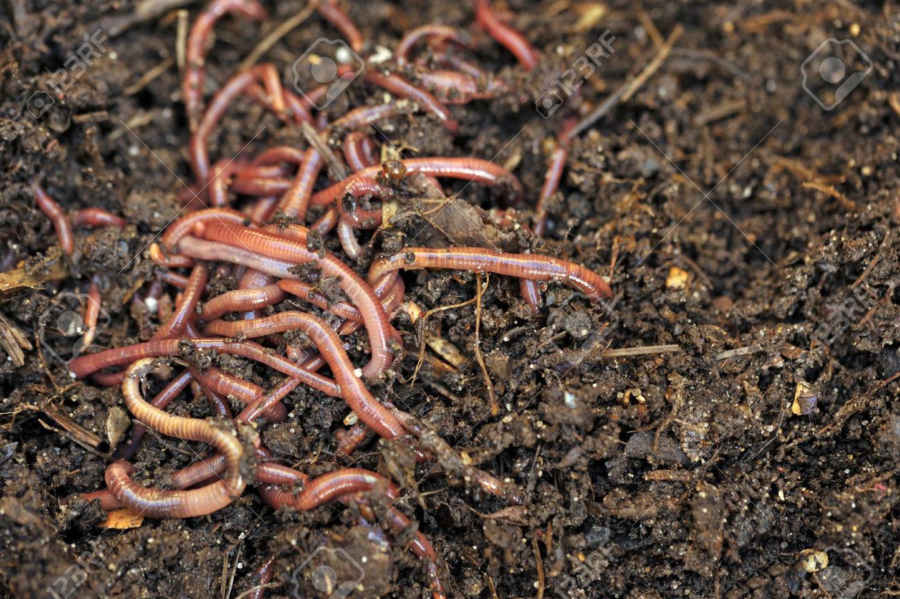 Дождевые черви улучшают плодородие почвы так как. Дождевые черви улучшают плодородие почвы так как. Дождевые черви ареал обитания. Ходы дождевых червей в почве. Дождевые черви улучшают плодородие почвы так как.