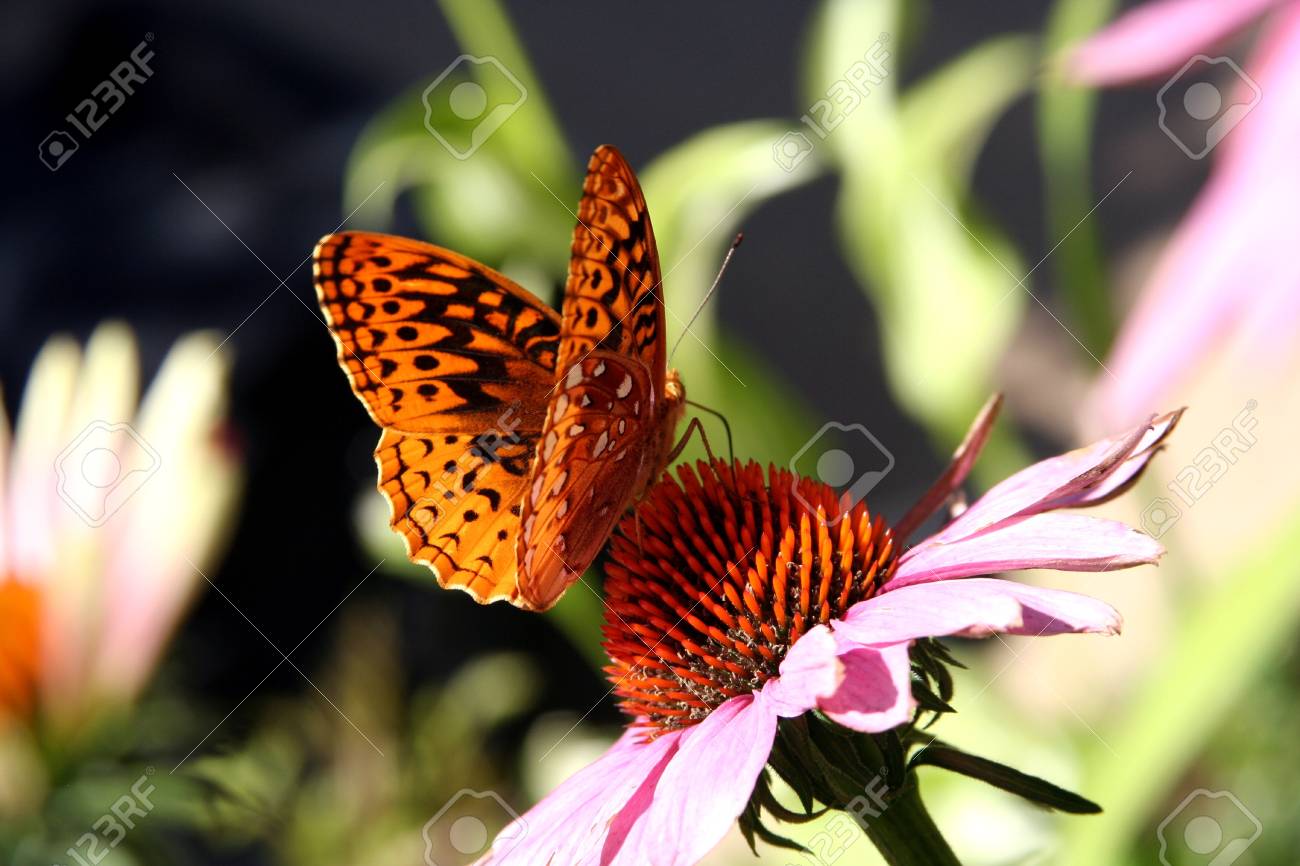 etiam-dictum-ipsum-a-felis