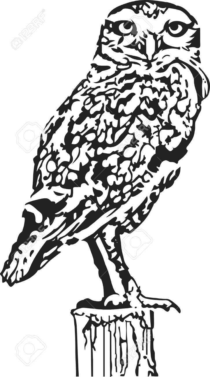 Un bel gufo ¨ un grande disegno per un amante della natura Archivio Fotografico