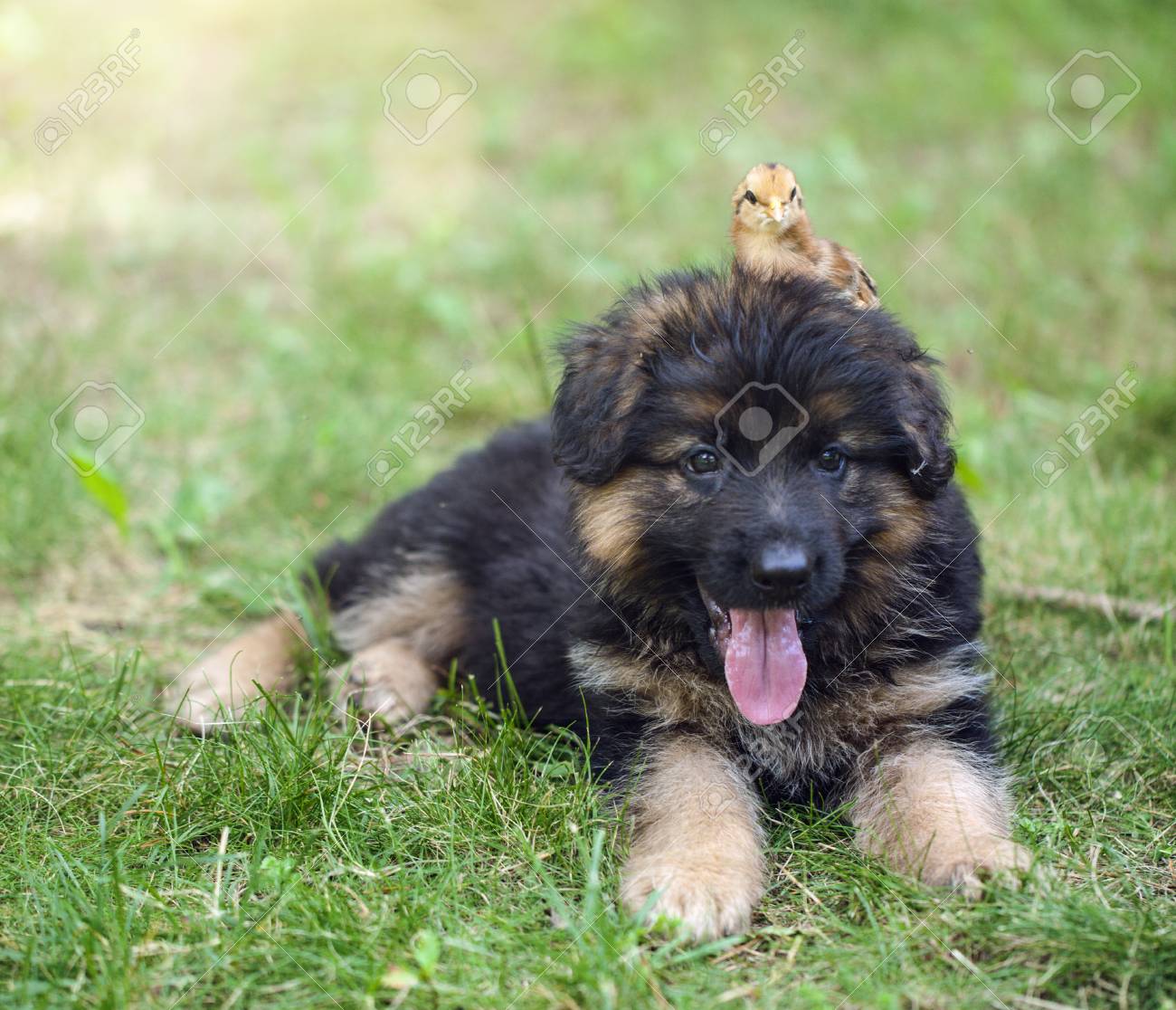 how to get your dog in the crate