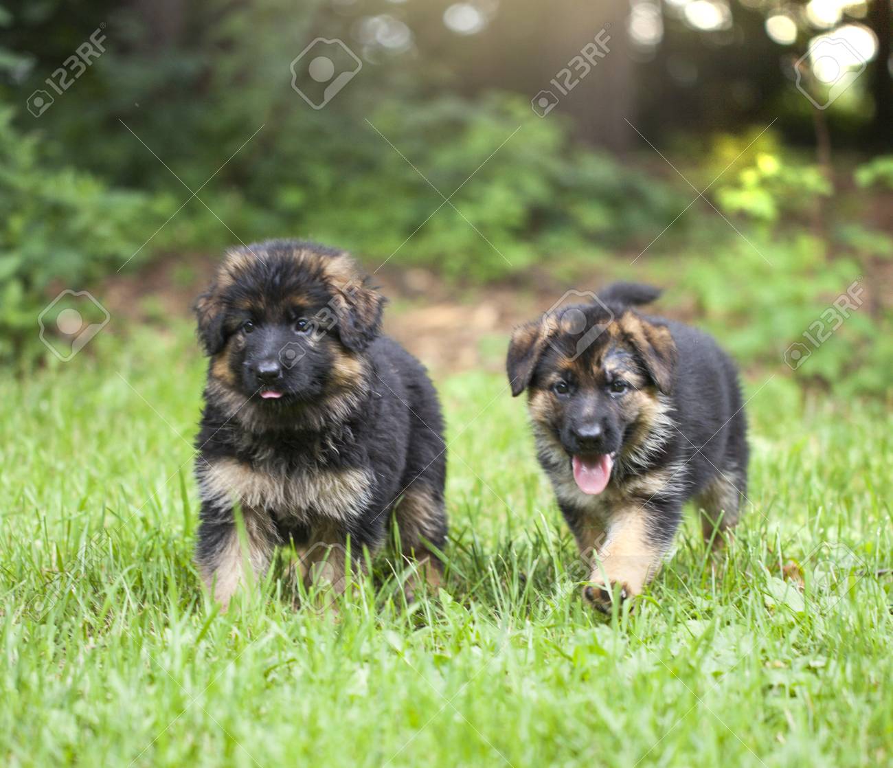 xl german shepherd breeders