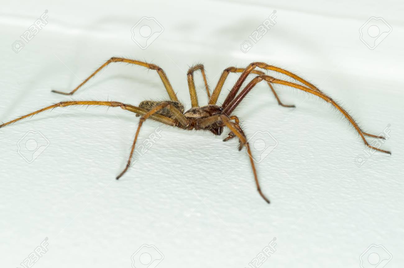 Ein Makro Close Up Bild Von Einem Grossen Grossen Mannlichen Riesen