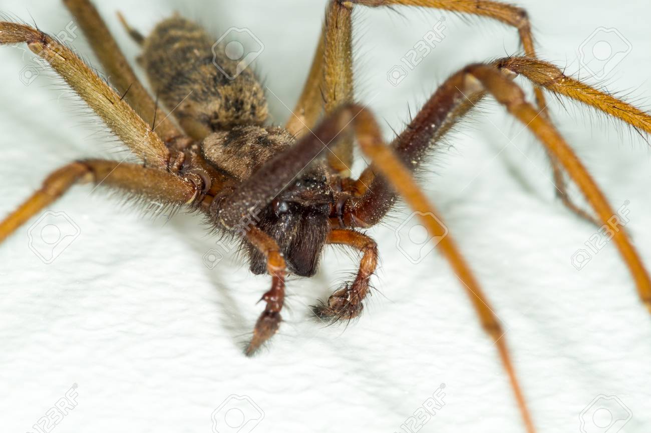Ein Makro Close Up Bild Von Einem Grossen Grossen Mannlichen Riesen
