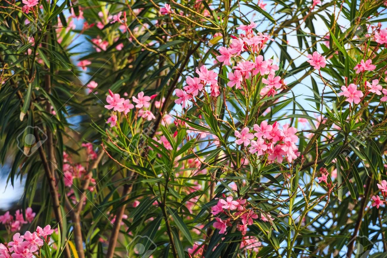 pink oleander or nerium stock photo picture and royalty free image